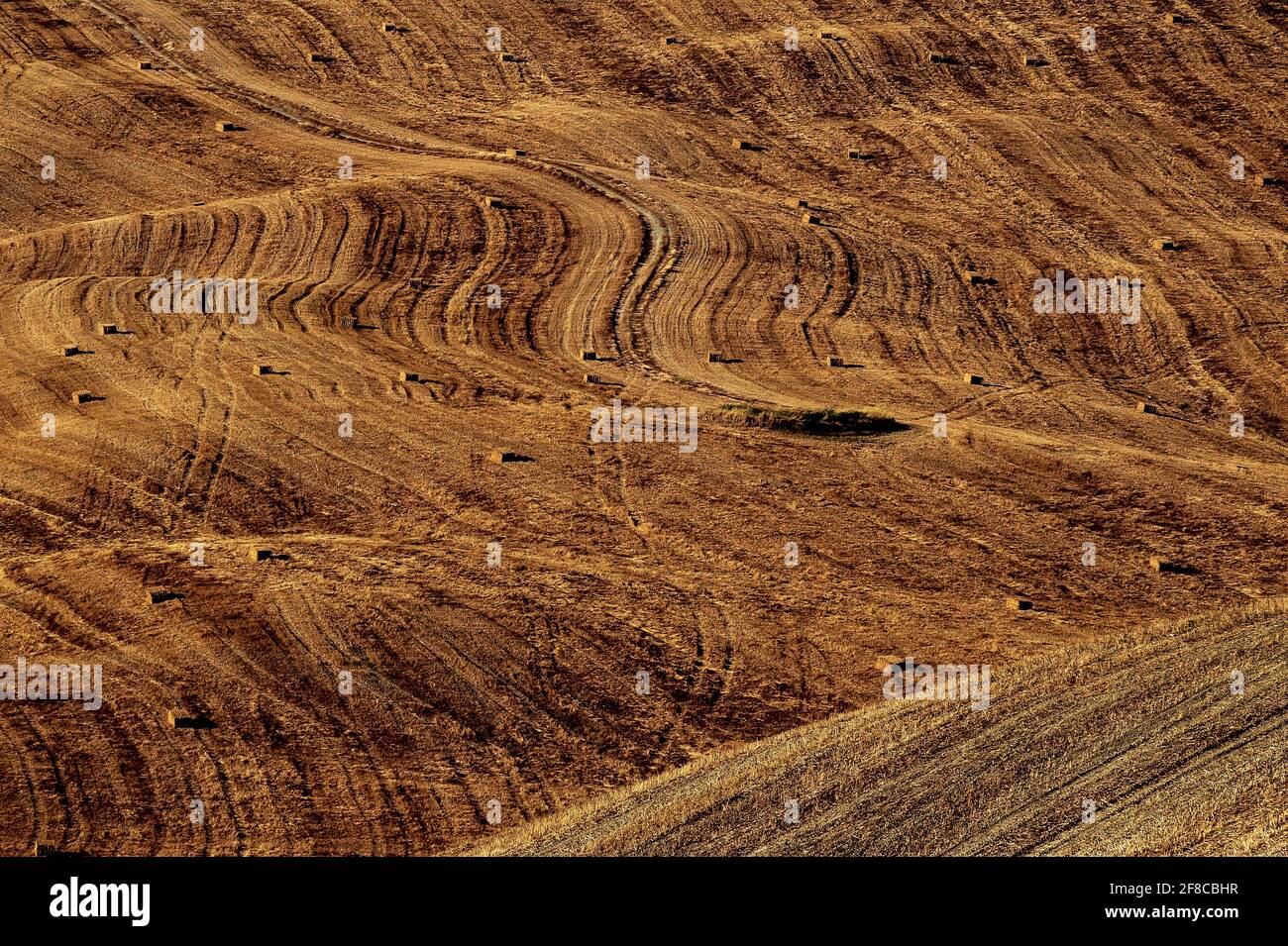 La récolte estivale laisse des ondulations spectaculaires en chaume sur les champs de blé des Crete Senesi, au sud-est de Sienne, en Toscane, en Italie. Les zones de paysage ondulant ici ont été causées par l'érosion de l'eau à l'argile molle et les dépôts de sable ont laissé il y a des millions d'années par une mer de Pliocène Epoch. L'argile, aussi connue sous le nom de mattaione, est parfois moulée par nature en un «paysage lunaire» de hilocks gris-blancs, de monticules et de falaises, souvent sans terre végétale ou de végétation. Banque D'Images