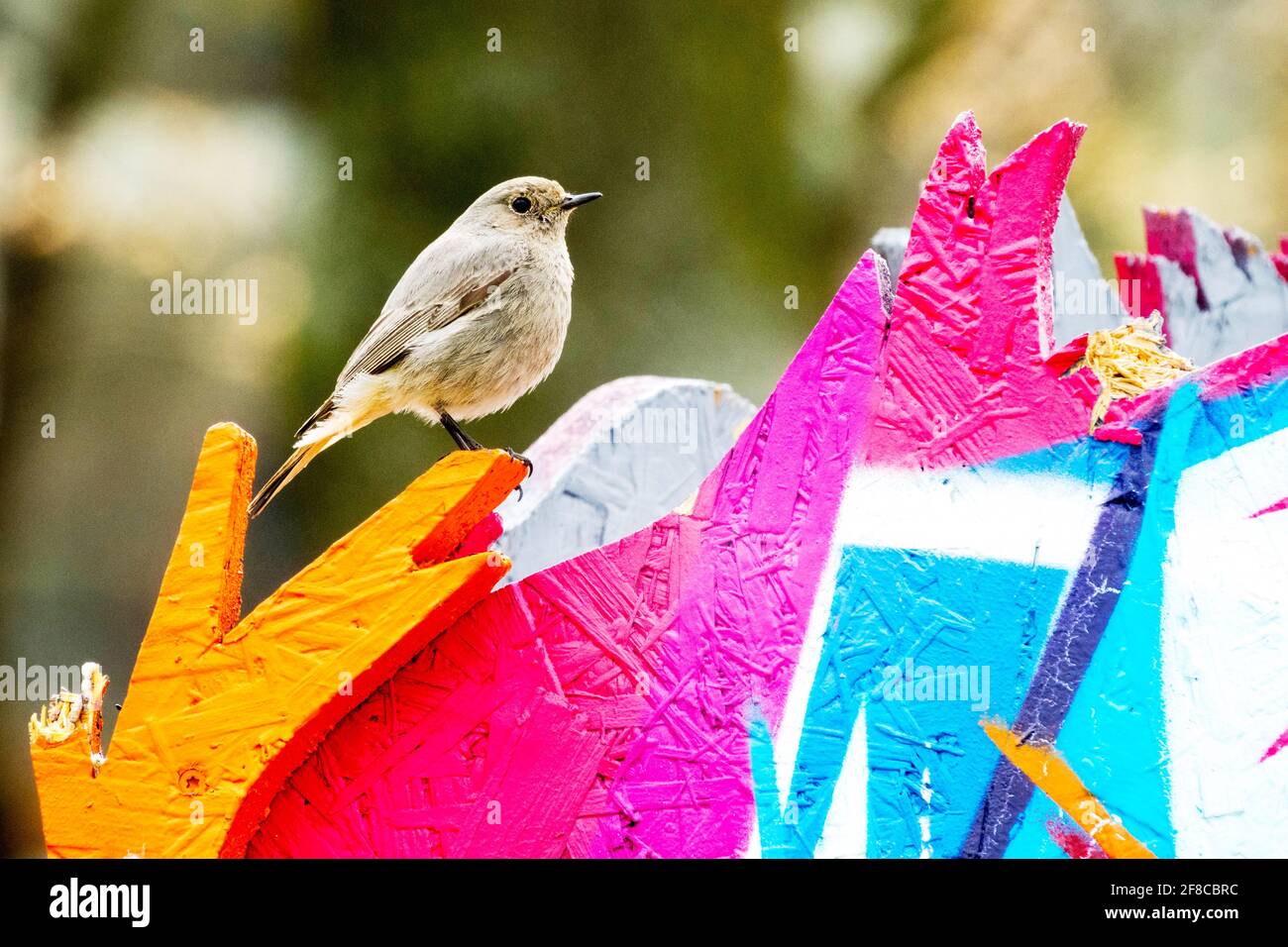 Commun Redstart Phoenicurus phoenicurus femelle Redstart City Bird Urban Bird Urban animaux femme oiseau perché sur une clôture colorée City animal coloré Banque D'Images