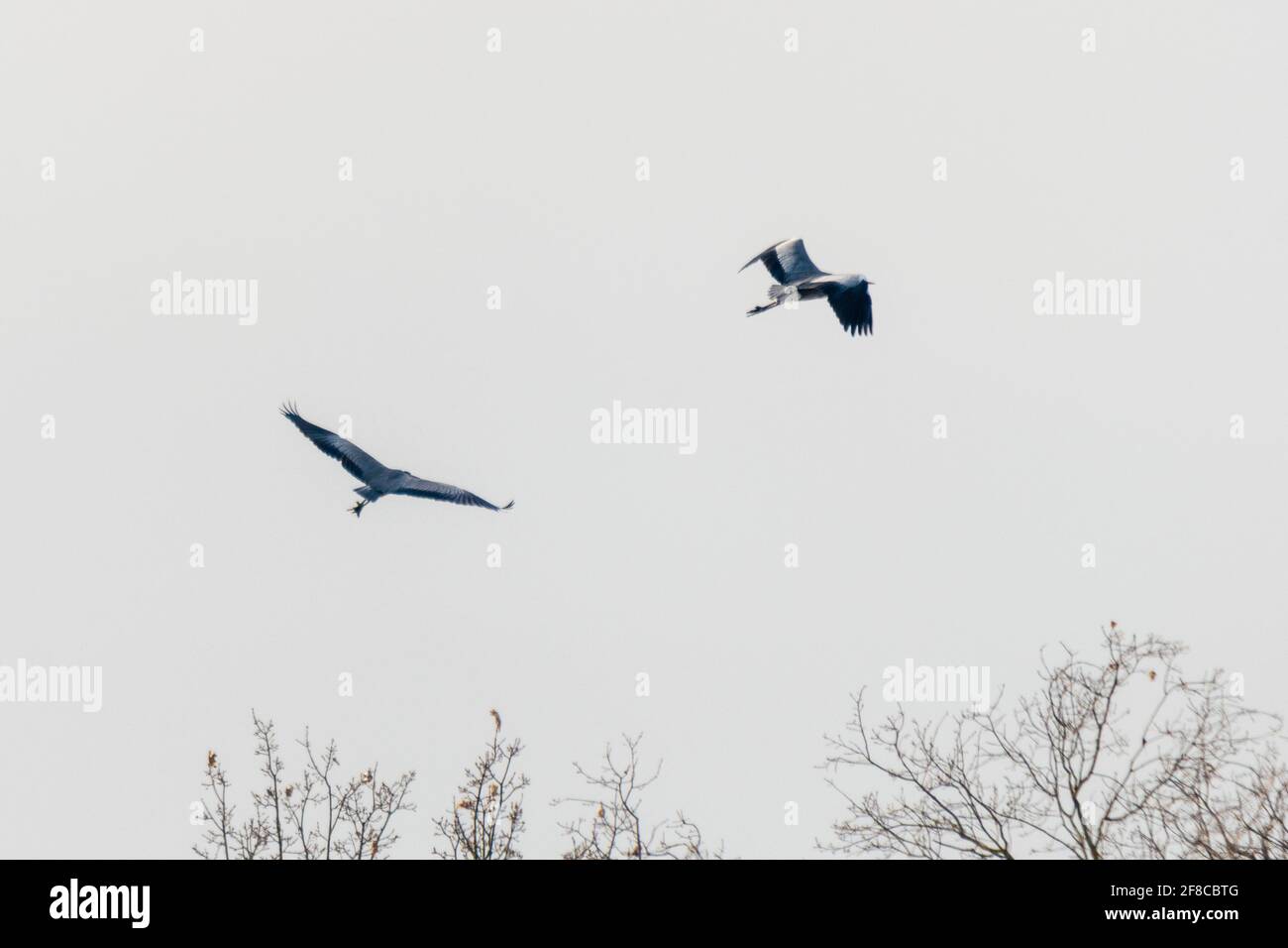 Vol de héron gris dans la nature Banque D'Images