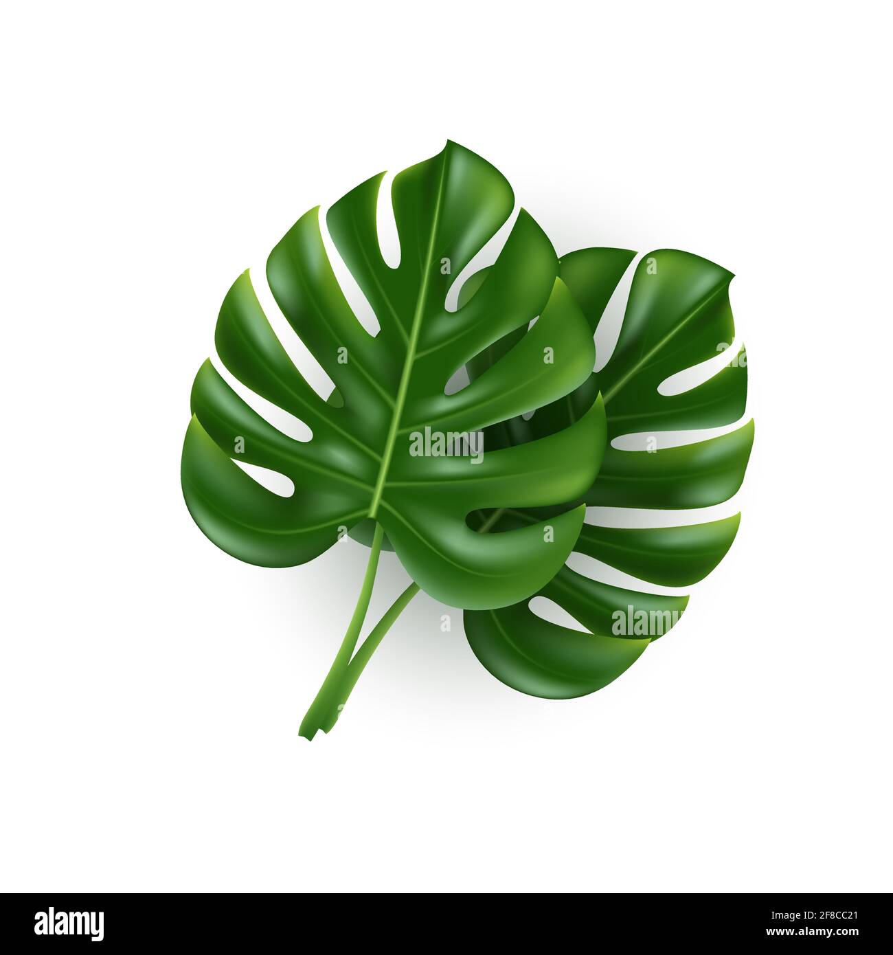 Feuilles de Monstera isolées sur blanc. Illustration de Vecteur