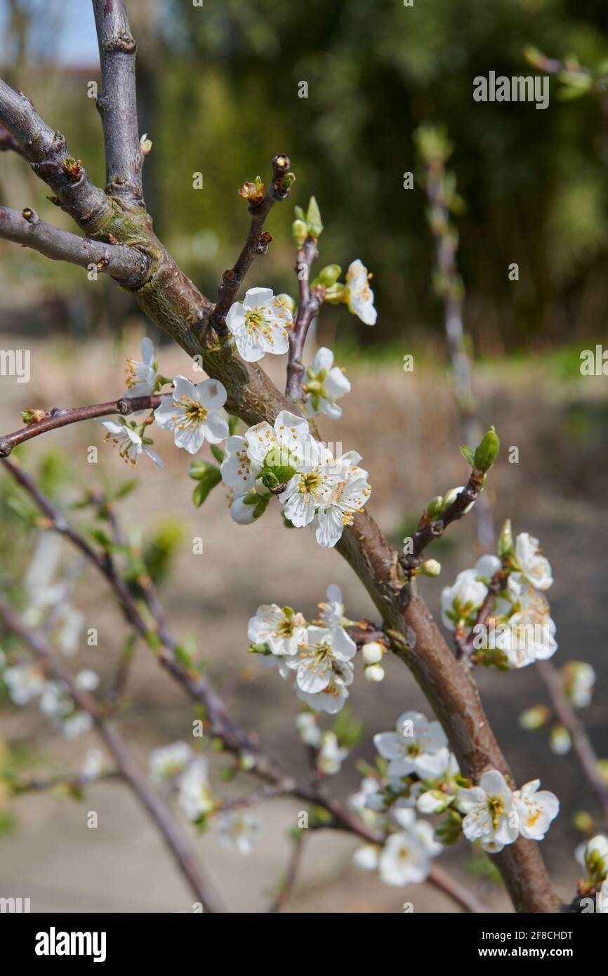 Prunier Victoria poussant dans un jardin anglais.(Prunus domestica 'Victoria' ) Banque D'Images