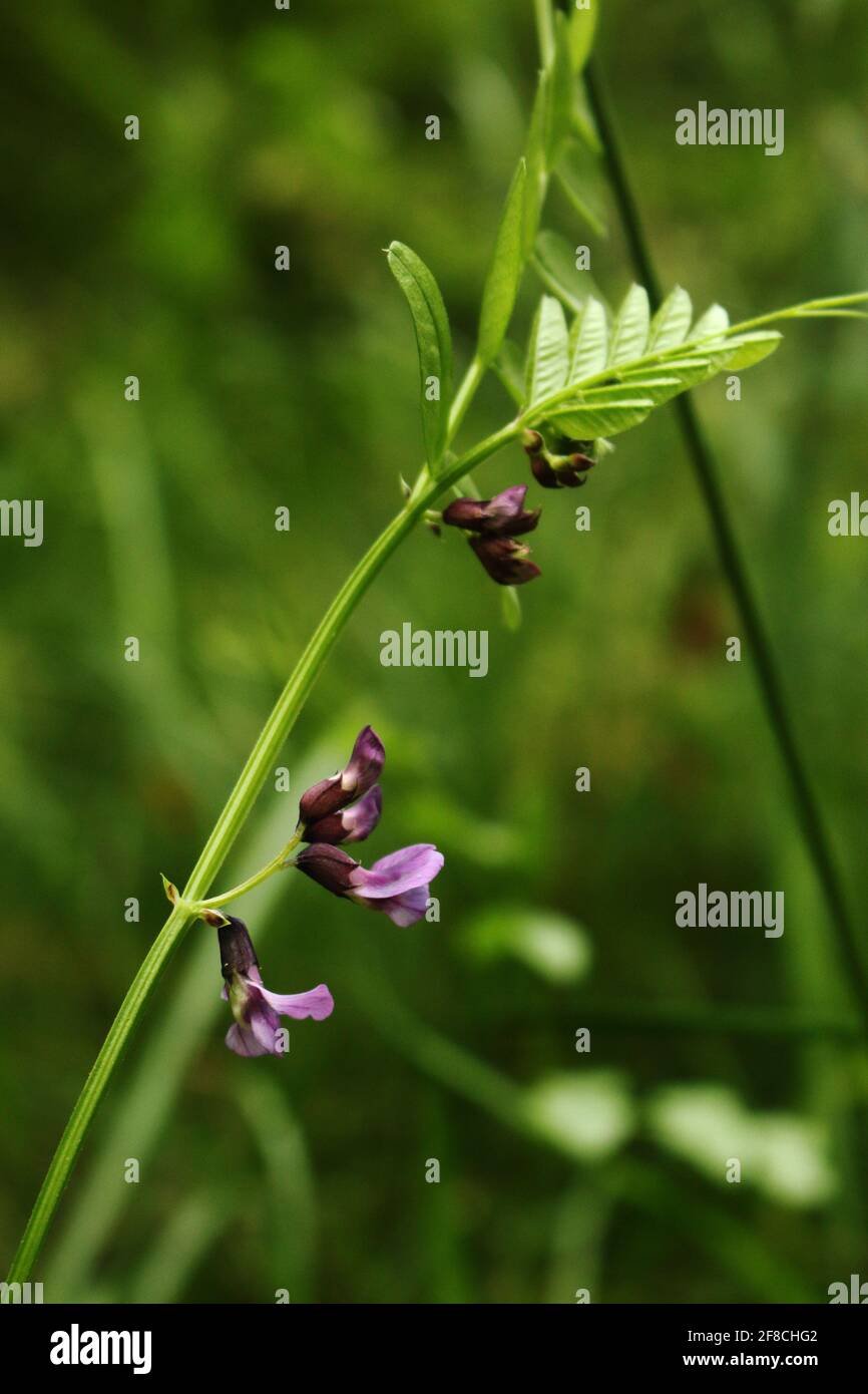 Bitter Vetch fleurir dans la forêt glen, East Dunbartonshire, Écosse Banque D'Images