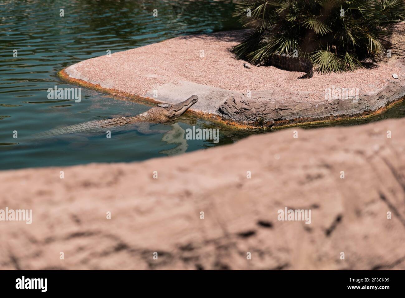 Crocodiles, svelte et svelte, se prélassant au soleil à l'Aquarium de l'Océanografic, à Valence, en Espagne. Banque D'Images