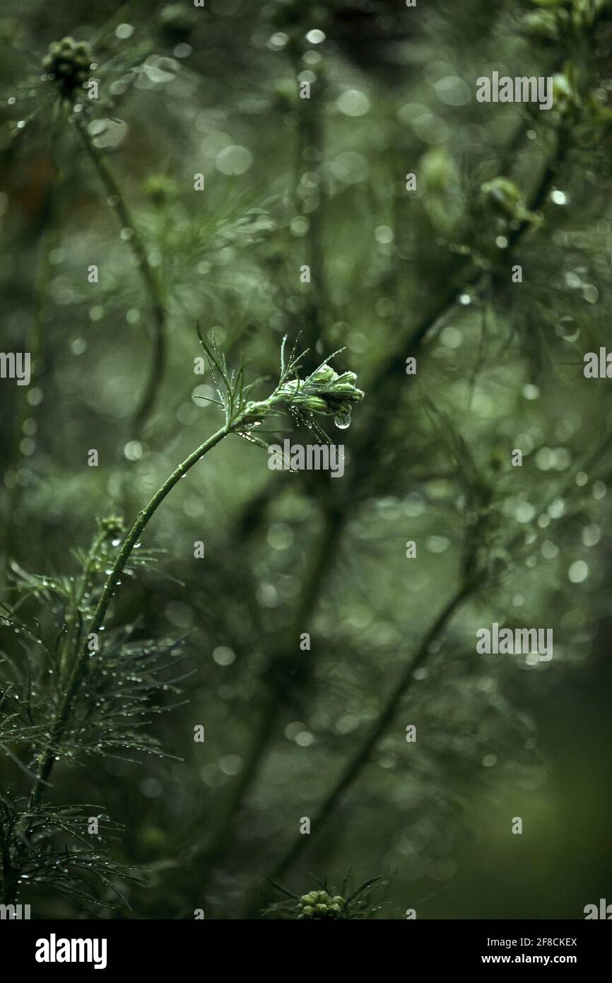 Plante d'aneth verte avec gouttes de pluie dans le jardin. Macro, gros plan Banque D'Images