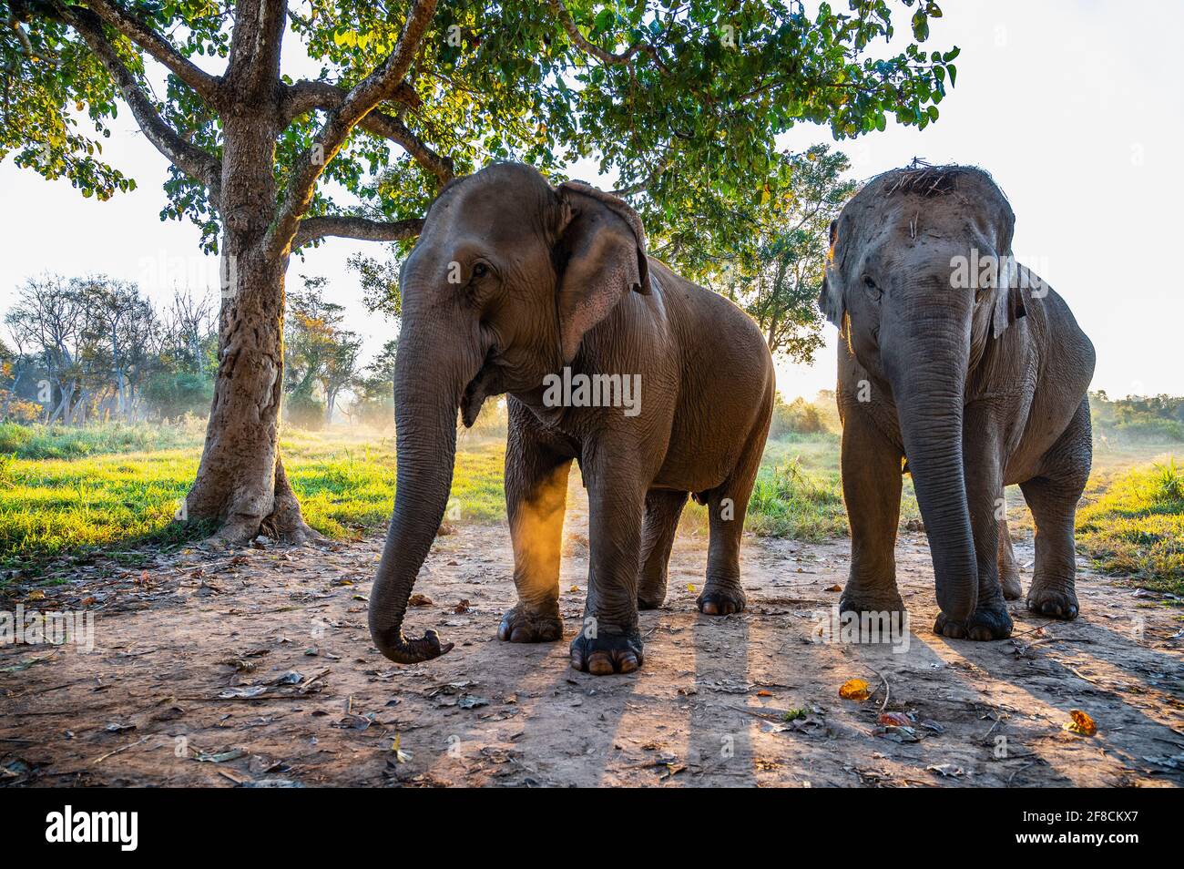 deux jeunes éléphants dans un sanctuaire d'animaux dans le triangle d'or Banque D'Images