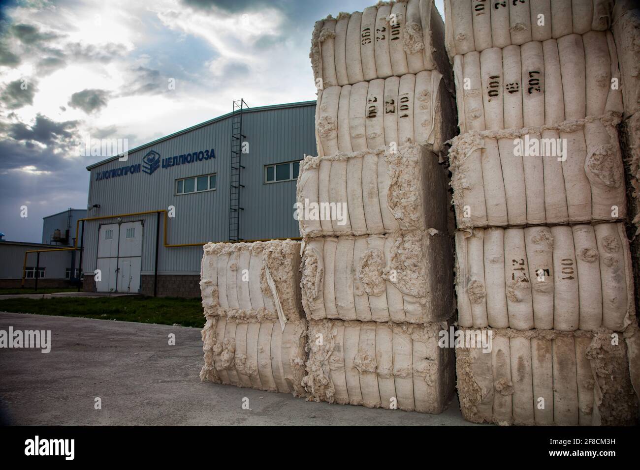 Usine de coton purifiant. Banque D'Images