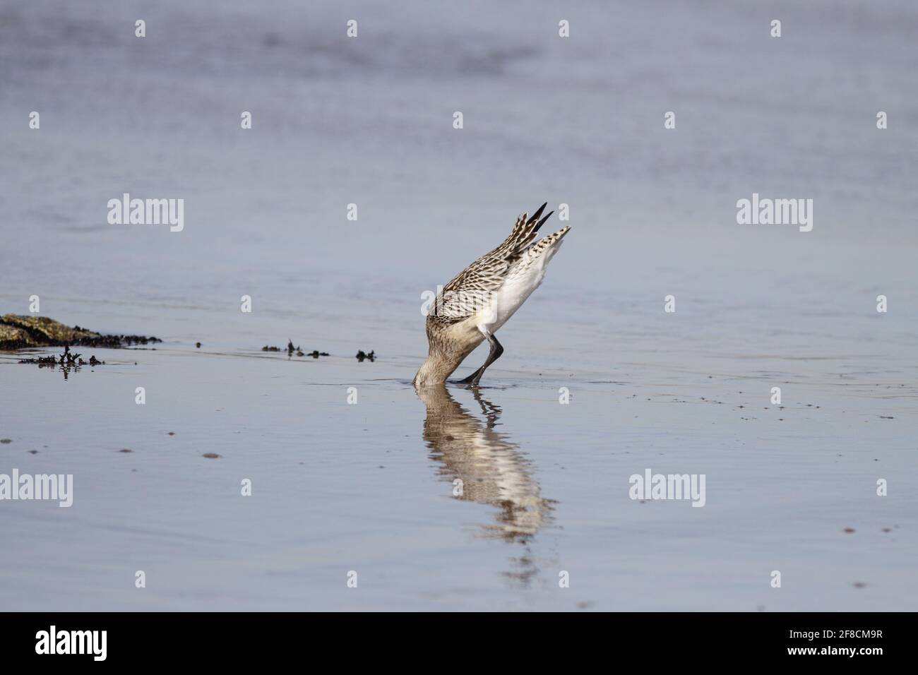 Sandpiper avec sa tête s'est entorré dans le sable essayant d'attraper un ver voyant la réflexion; au nord du Portugal. Banque D'Images