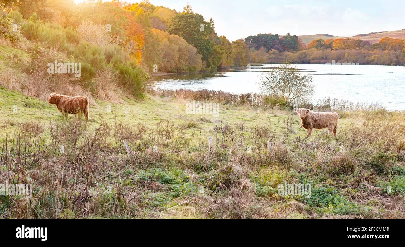 Scottish Highland vache par un loch en Ecosse Banque D'Images