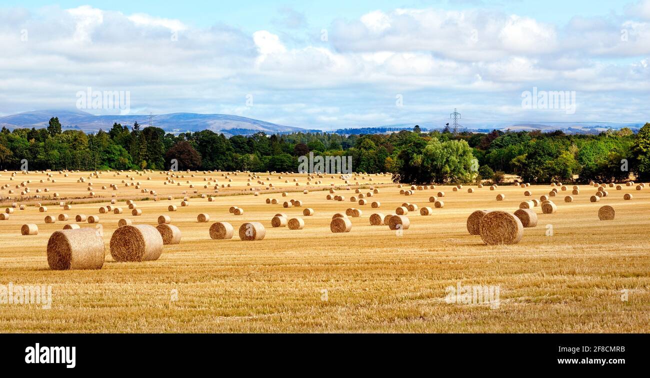 Récolte de balles de foin dans un grand paysage doré panoramique Banque D'Images