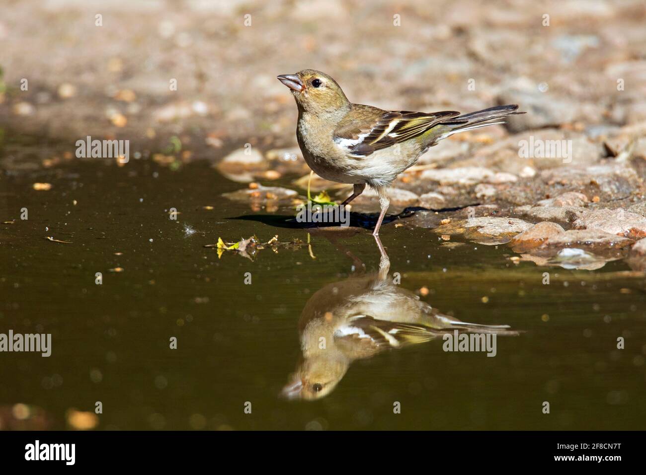 Chaffin commun (Fringilla coelebs) eau potable femelle de l'étang / rivulet Banque D'Images
