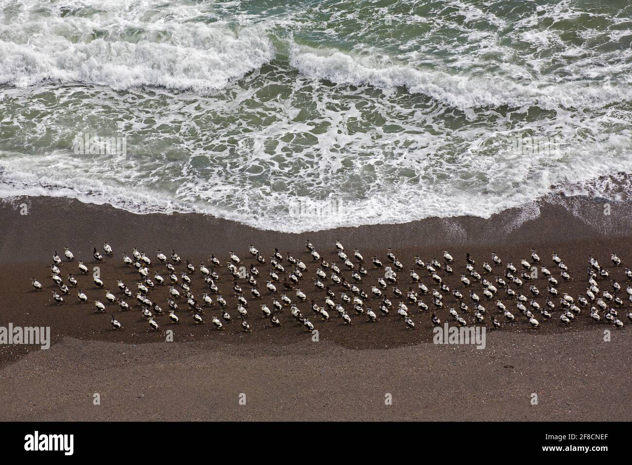 Vue aérienne sur un troupeau de canards de l'eider commun (Somateria mollissima) mâles se reposant sur la plage, Islande Banque D'Images