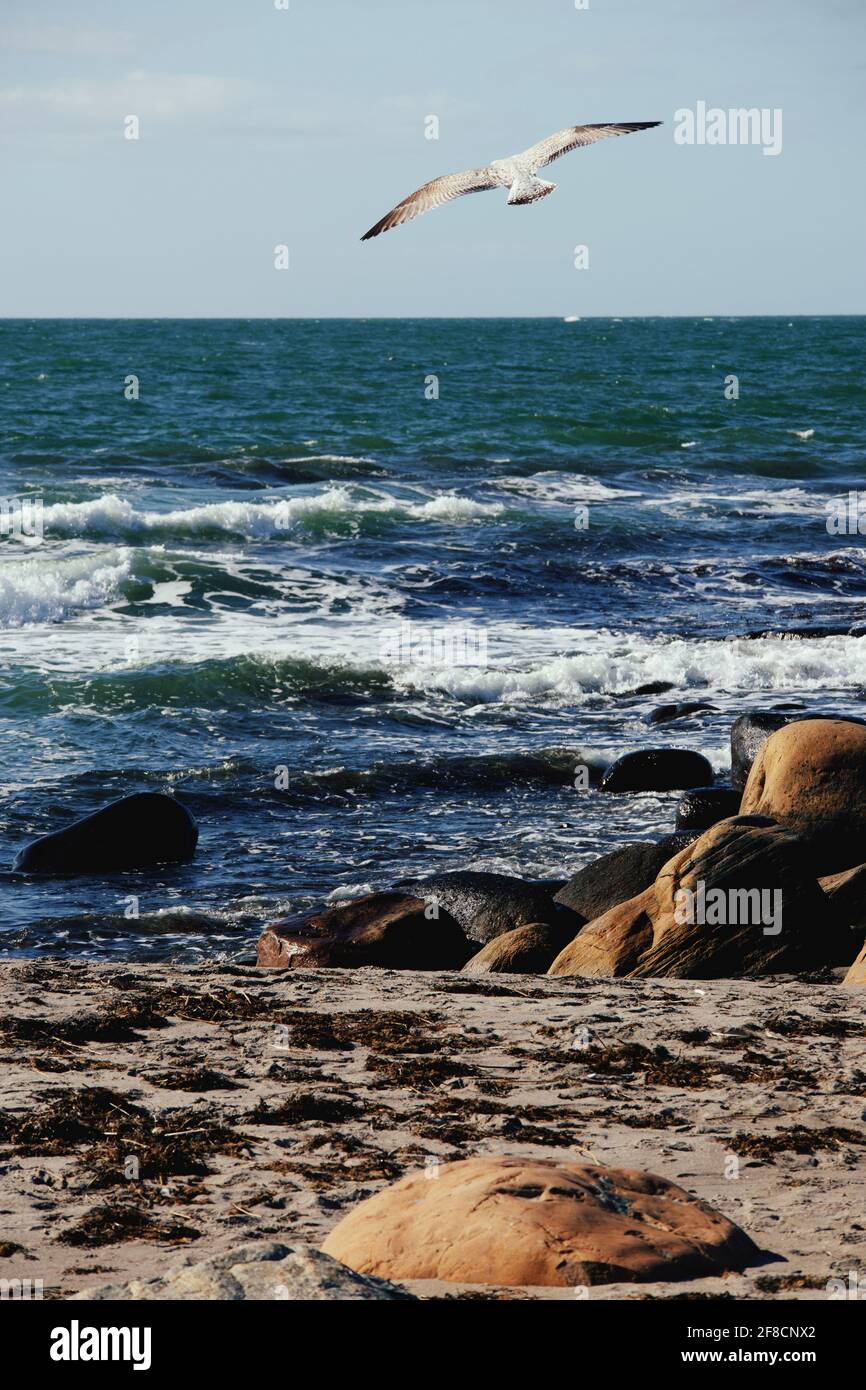 Mouette flottant sur une plage de sable avec des rochers massifs avec la mer bleue et turquoise avec des panaches d'eau blanche en arrière-plan. Banque D'Images