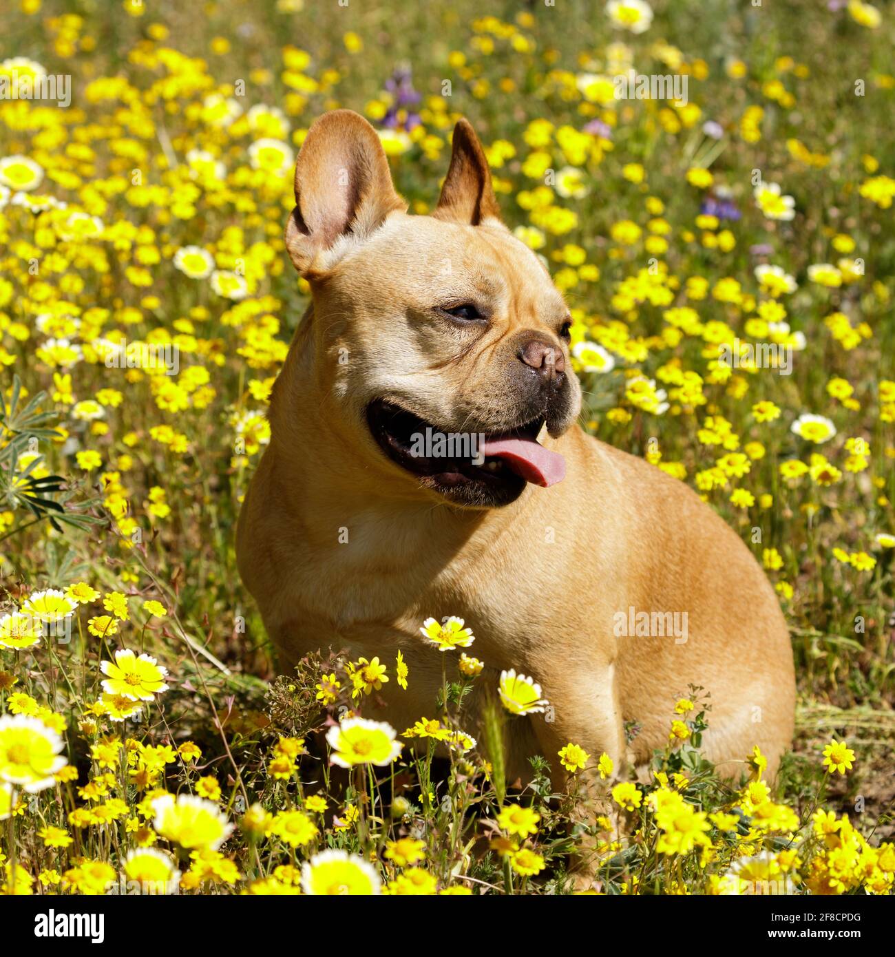 Frenchie masculine de 5 ans assise au champ de Tidytips Blooming. Printemps en Californie du Nord. Banque D'Images