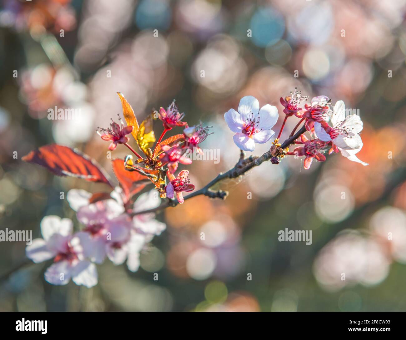 Fleurs fleuries devant les arbres dans un foyer sélectif Banque D'Images