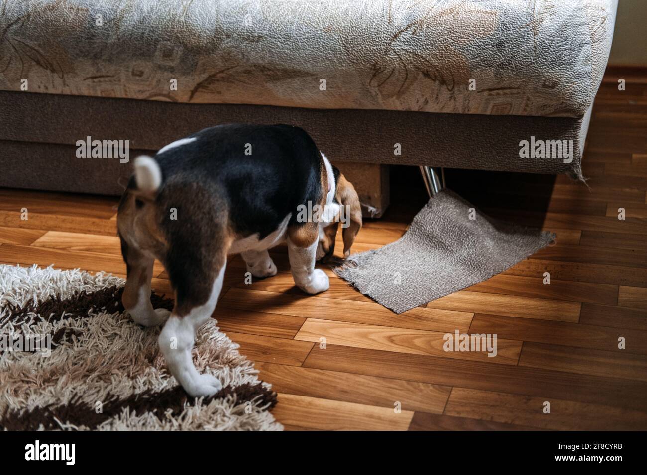 Canapé à chiquer Little Beagle Puppy, mobilier. Comment arrêter le chiot de détruire le mobilier de mastication. Beagle Puppy à la maison. Chien de race Little Beagle à Banque D'Images