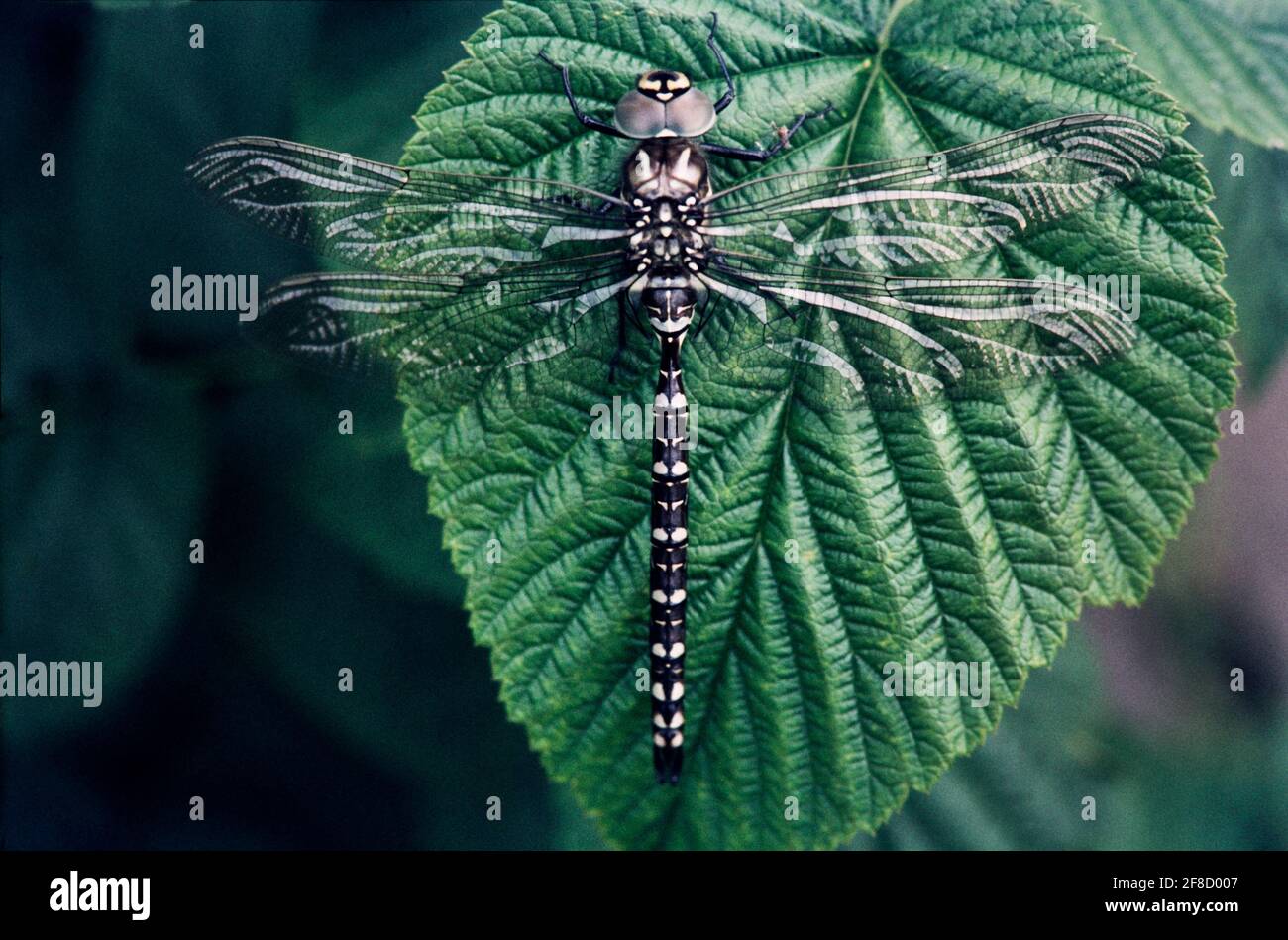 Dragonfly - libellules dans un environnement naturel Banque D'Images