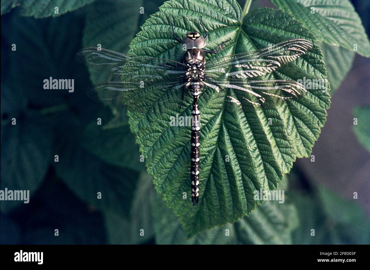 Dragonfly - libellules dans un environnement naturel Banque D'Images