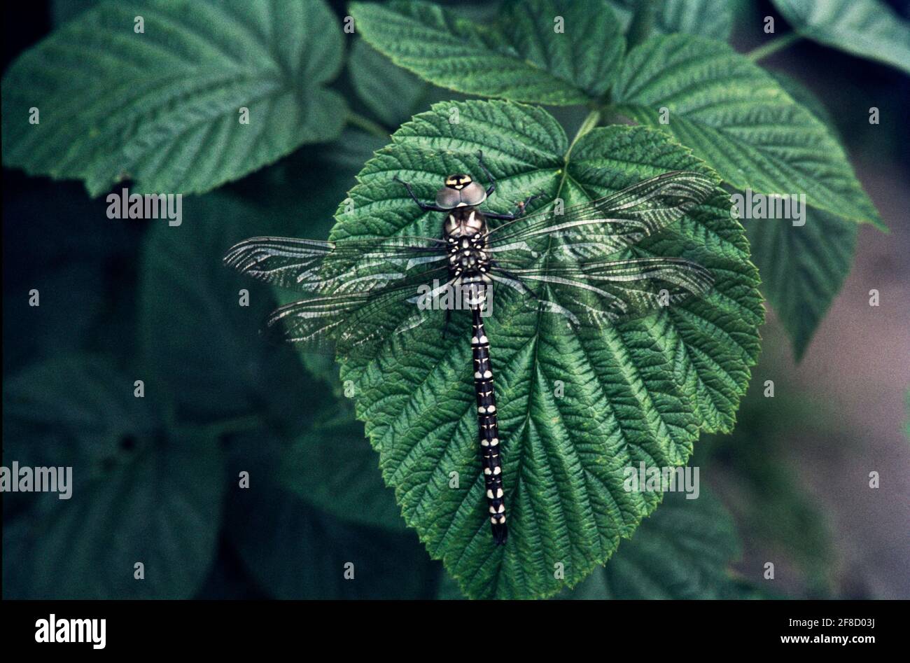 Dragonfly - libellules dans un environnement naturel Banque D'Images