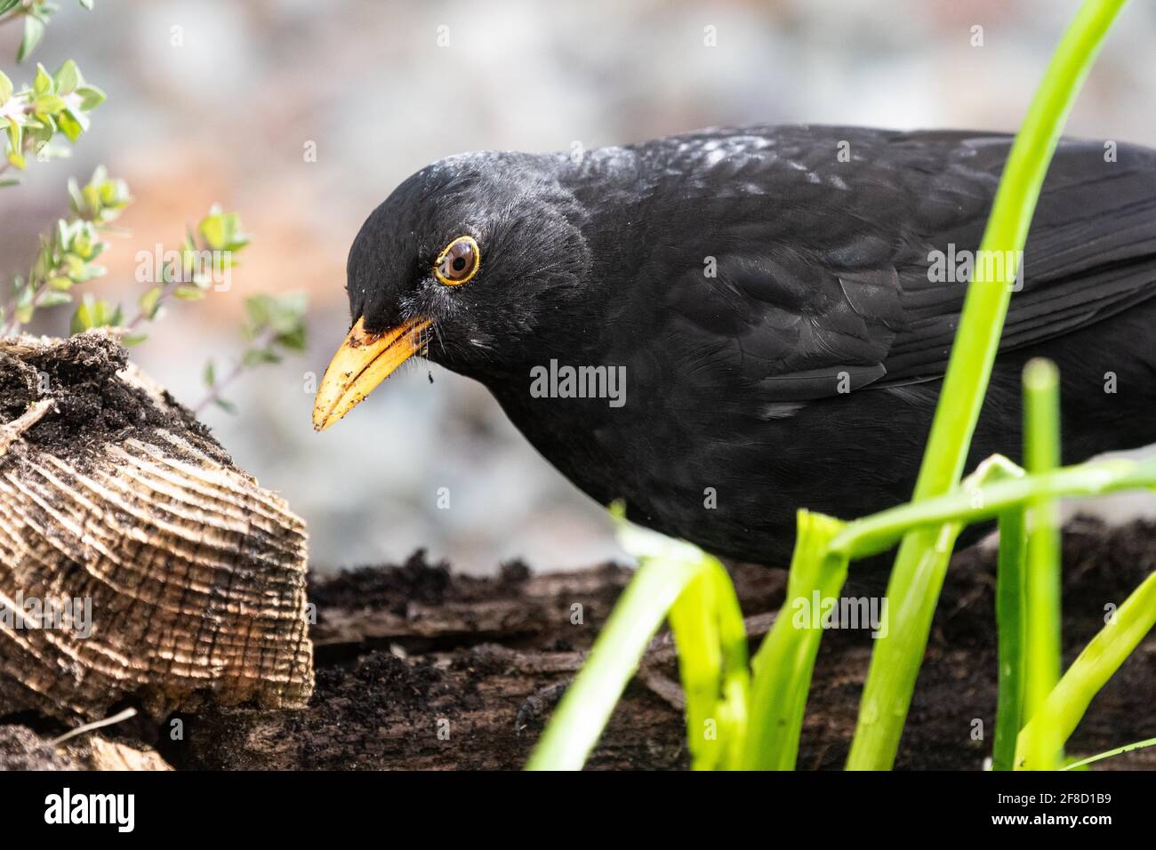 Gros plan sur le pecking d'oiseaux noirs mâles pour les larves et les insectes dans Lits en bois rotten surélevés dans le jardin du Royaume-Uni Banque D'Images