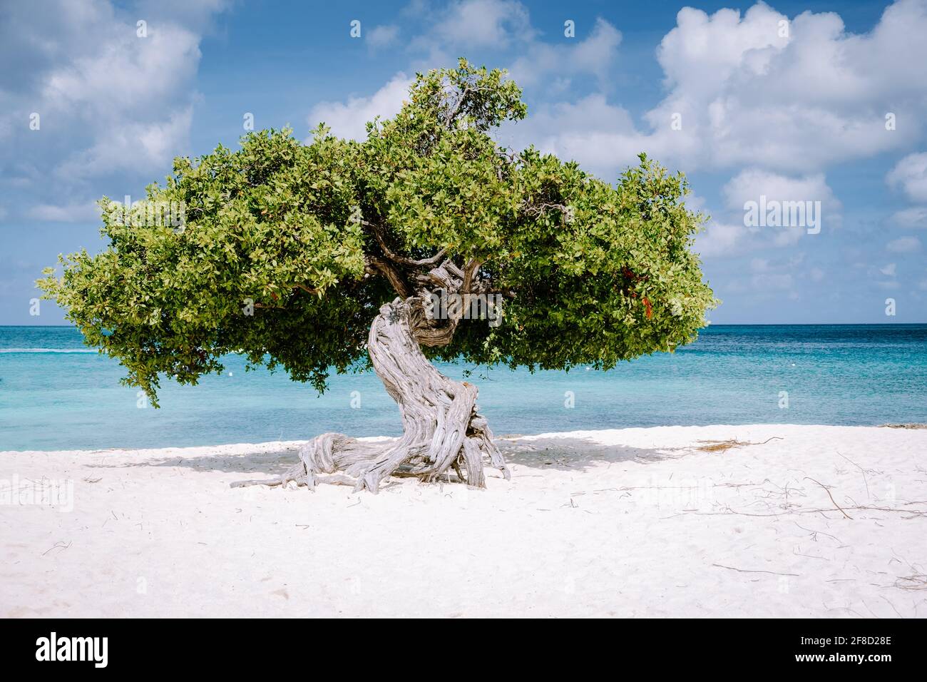 Eagle Beach Aruba, Divi Dive des arbres sur le rivage d'Eagle Beach à Aruba, Banque D'Images