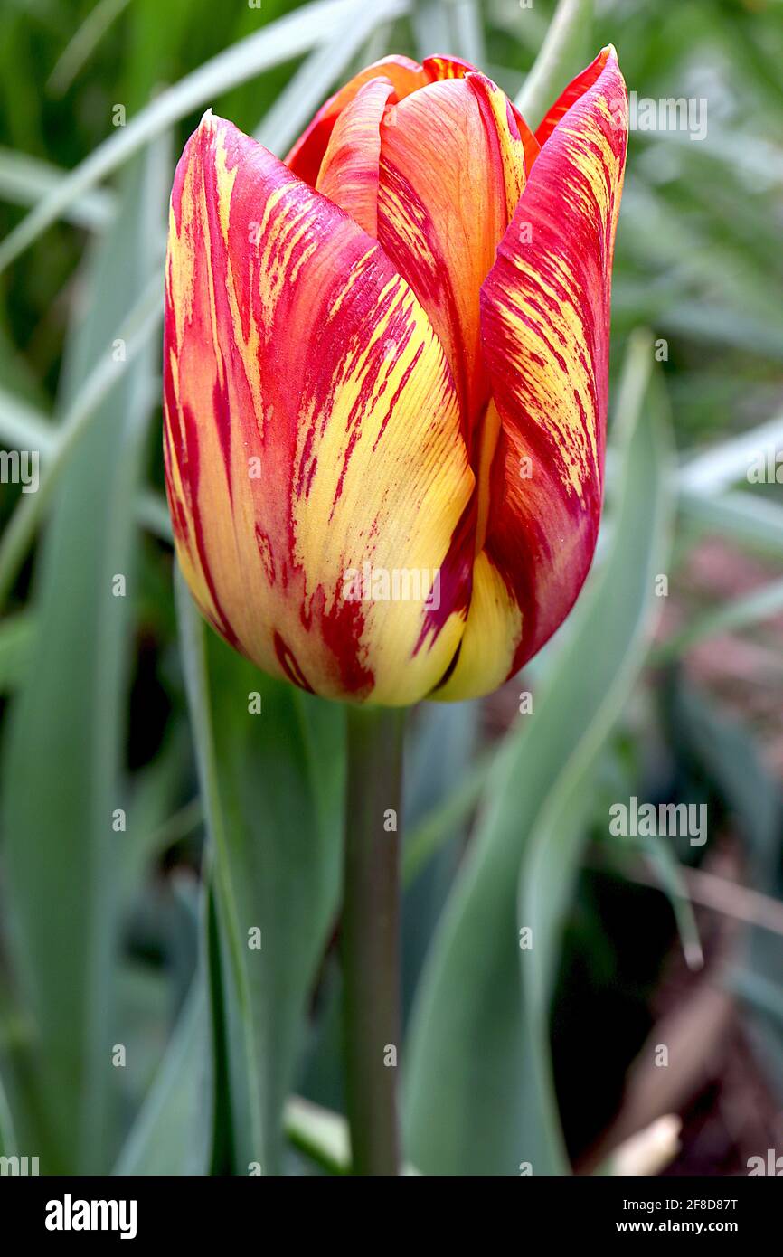 Tulipa «Royal Sovereign» Rembrandt 9 tulipe royale souveraine – fleurs jaunes avec des stries rouges irrégulières, avril, Angleterre, Royaume-Uni Banque D'Images