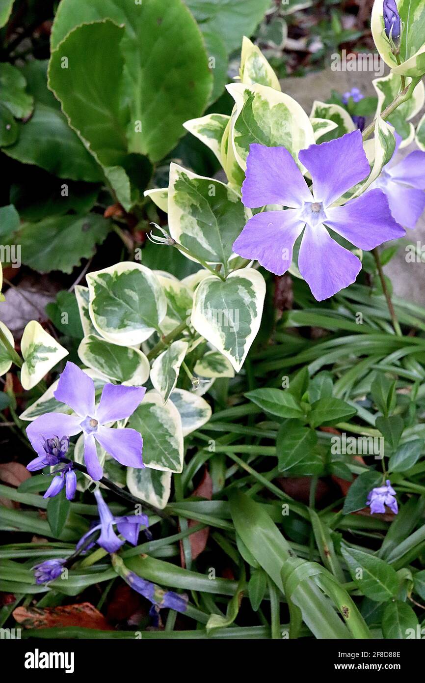 Vinca Major Variegata variegated Greater periwinkle – fleurs violettes en forme d'étoile et feuillage variegated, avril, Angleterre, Royaume-Uni Banque D'Images