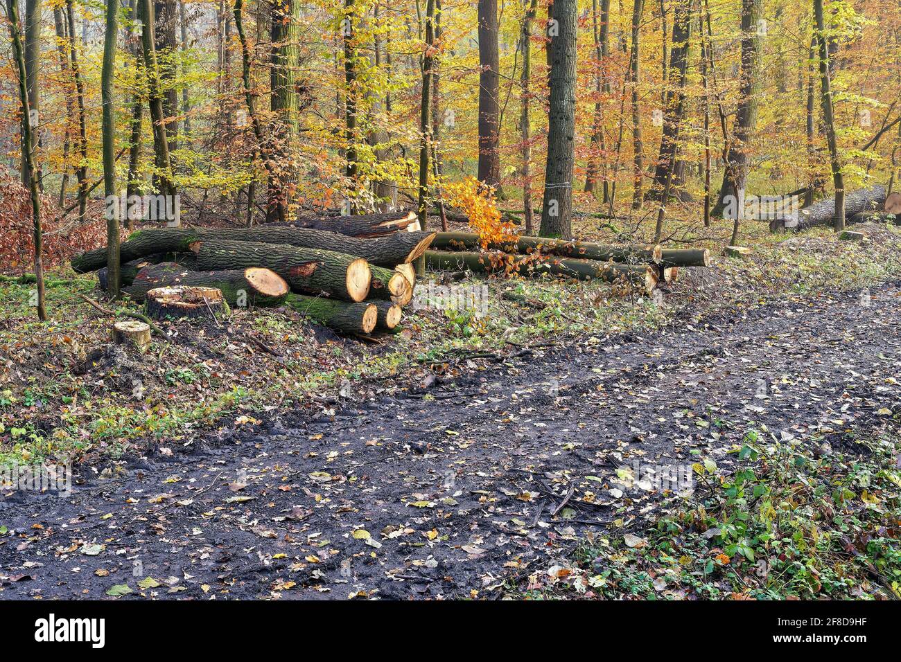 Foresterie et exploitation forestière. Grumes de chêne dans la forêt automnale Banque D'Images Foresterie et exploitation forestière. Grumes de chêne dans la forêt automnale Banque D'Images