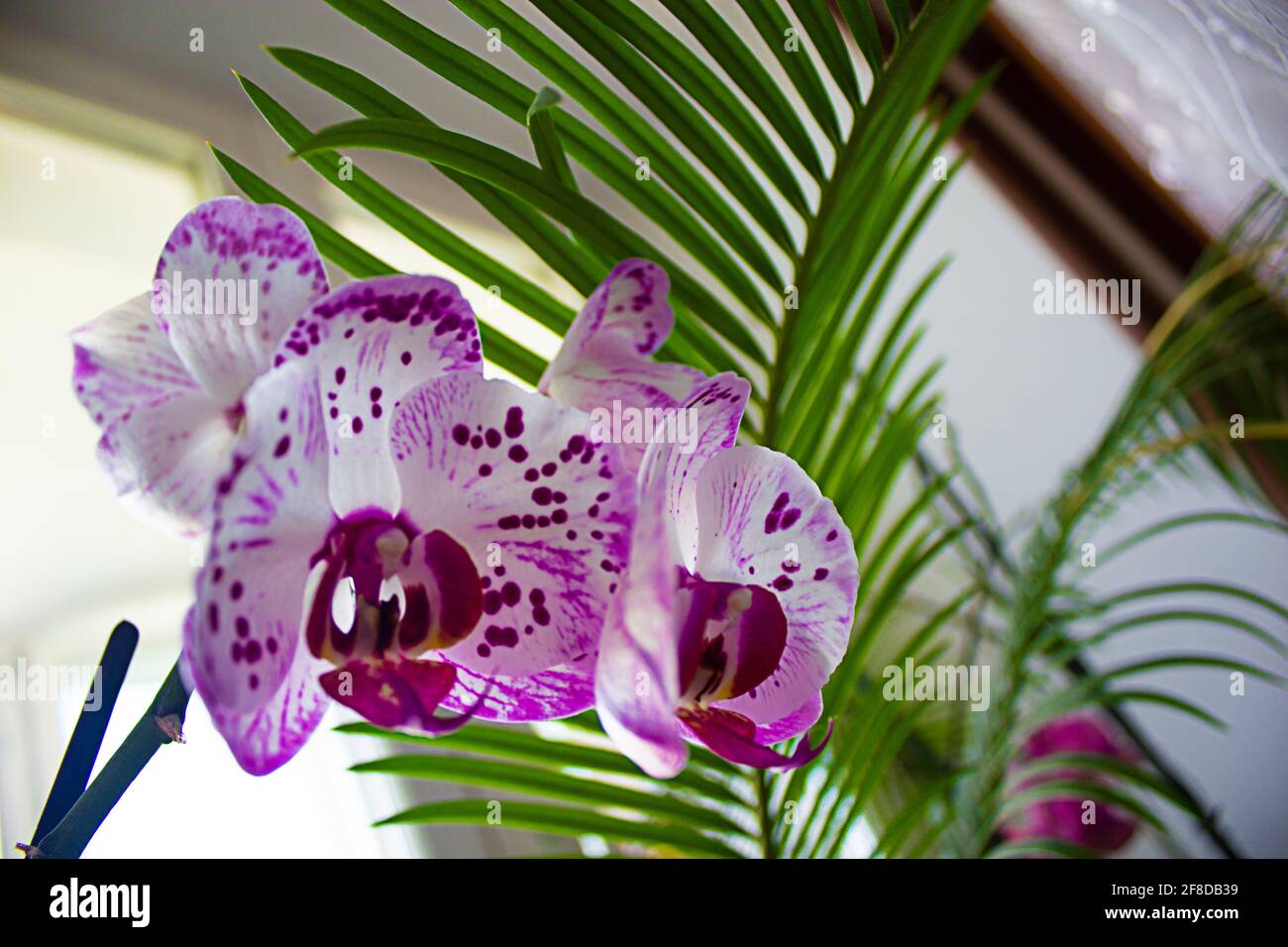 Symbole De Fleur D Orchidee Fleurs D Orchidees Dans Le Jardin De La Maison A L Hiver Ou Au Printemps Pour Noel Et Bonne Nouvelle Annee 21 Conception De Carte Postale Orchidee Phalaenopsis Photo Stock