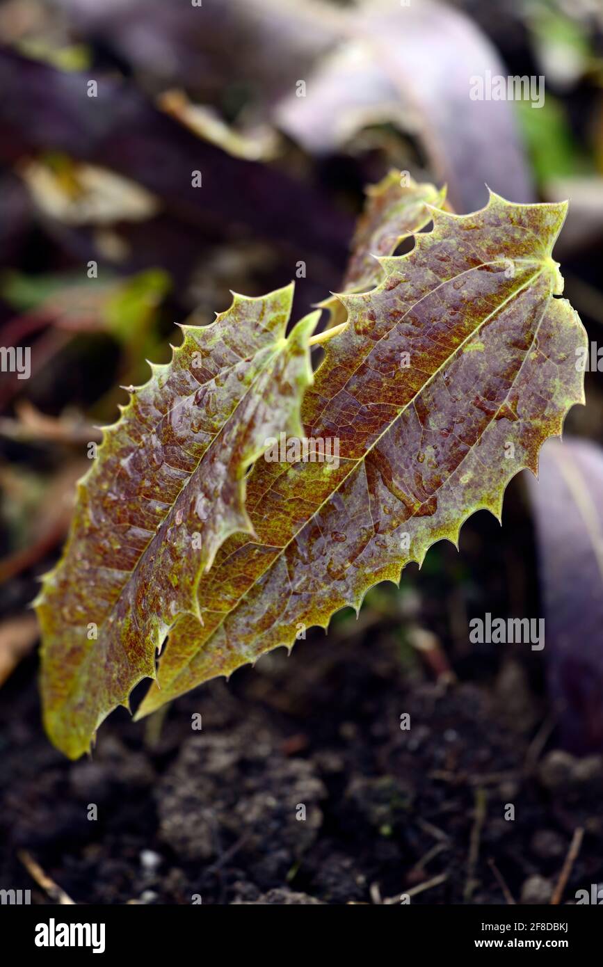 Epimedium wushanense Sandy Claws,feuille,feuilles,feuillage,feuilles,longues, en forme de lance avec marges épineuses,bois,pernials barrenwort,ombre,printemps,ombragé,SH Banque D'Images