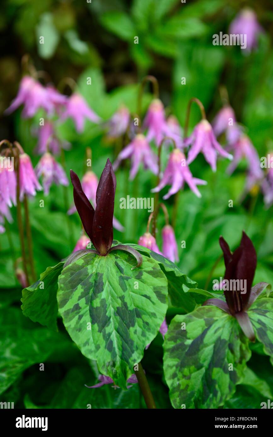 Trillium kurabayashii,erythronium kightshayes rose,violet rouge fleurs roses,fleur,fleurs,trillium et erythronium,printemps,ombre,ombragé,ombragé,bois,woo Banque D'Images