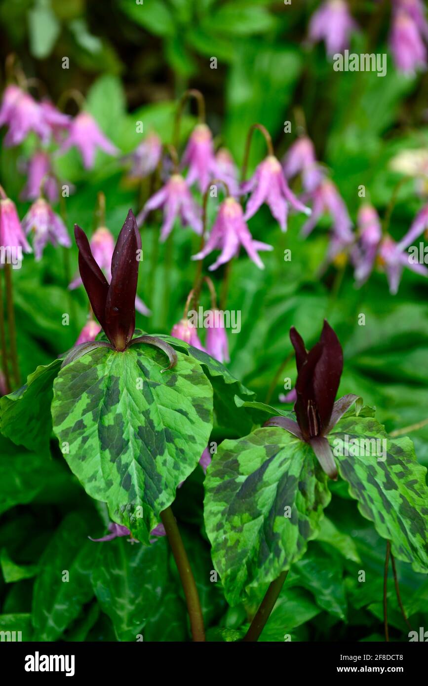 Trillium kurabayashii,erythronium kightshayes rose,violet rouge fleurs roses,fleur,fleurs,trillium et erythronium,printemps,ombre,ombragé,ombragé,bois,woo Banque D'Images