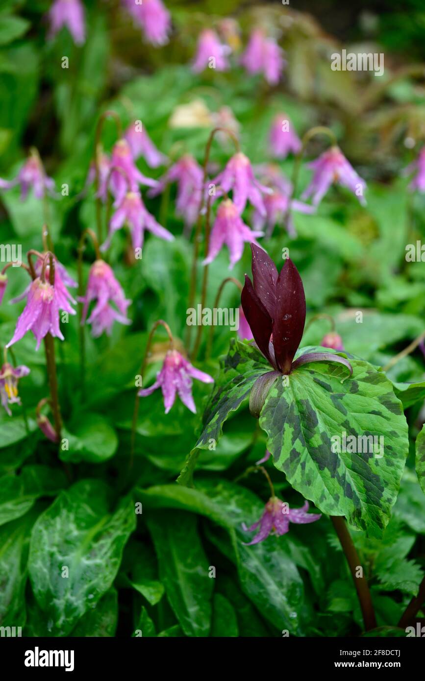Trillium kurabayashii,erythronium kightshayes rose,violet rouge fleurs roses,fleur,fleurs,trillium et erythronium,printemps,ombre,ombragé,ombragé,bois,woo Banque D'Images