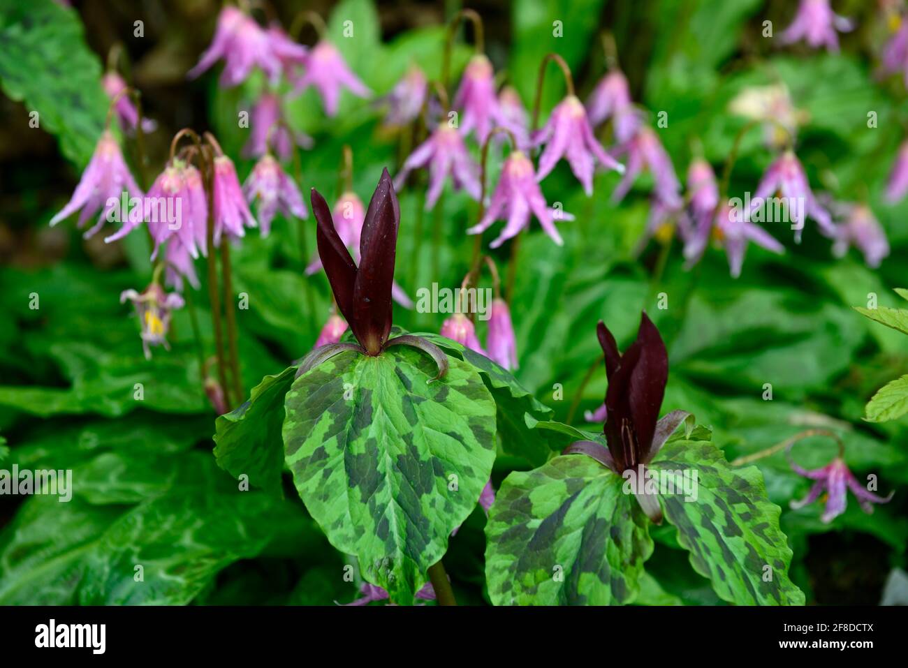 Trillium kurabayashii,erythronium kightshayes rose,violet rouge fleurs roses,fleur,fleurs,trillium et erythronium,printemps,ombre,ombragé,ombragé,bois,woo Banque D'Images