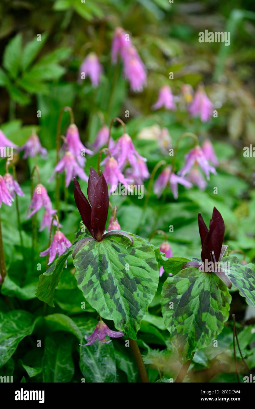 Trillium kurabayashii,erythronium kightshayes rose,violet rouge fleurs roses,fleur,fleurs,trillium et erythronium,printemps,ombre,ombragé,ombragé,bois,woo Banque D'Images