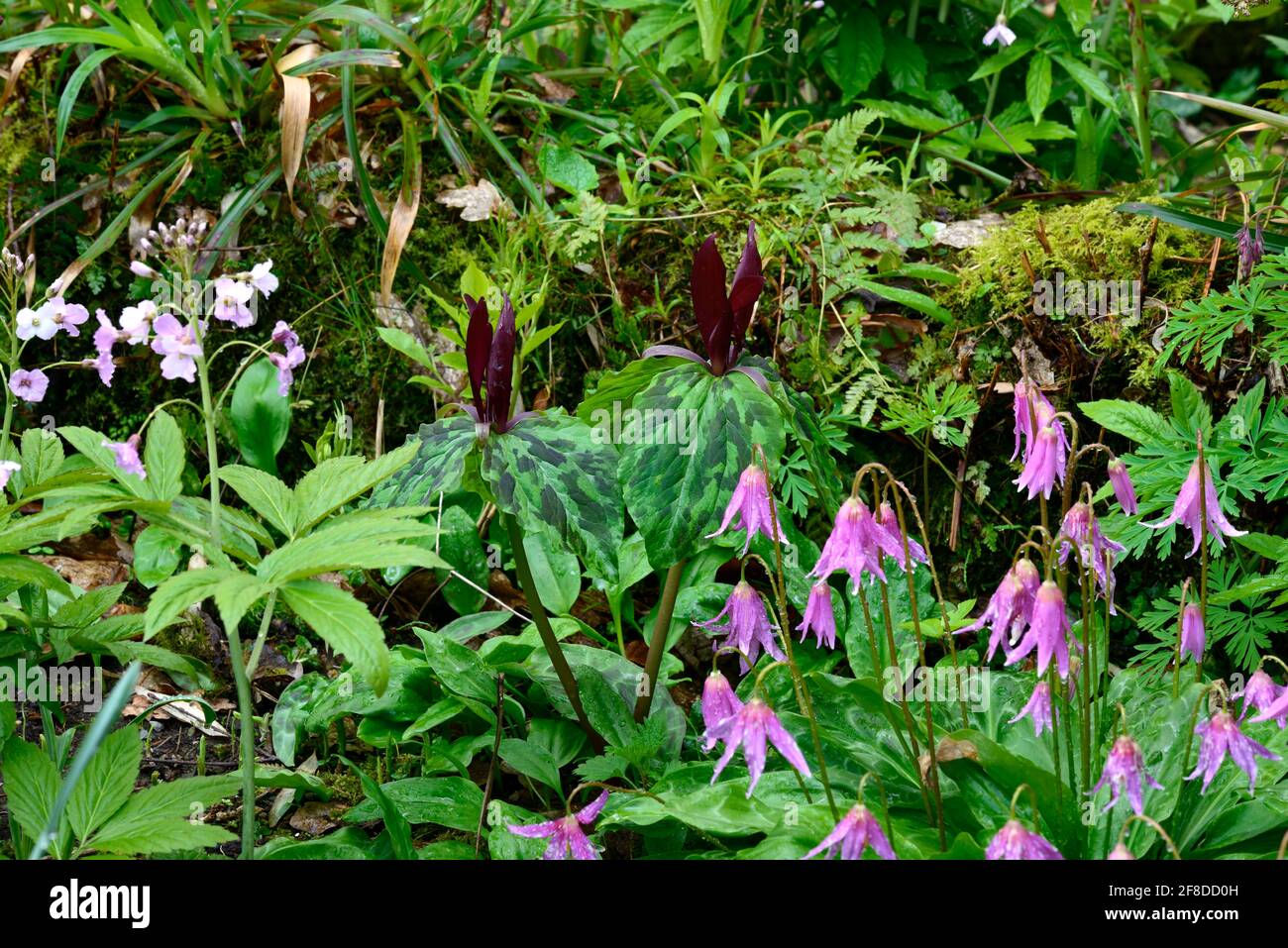 Trillium kurabayashii,erythronium kightshayes rose,violet rouge fleurs roses,fleur,fleurs,trillium et erythronium,printemps,ombre,ombragé,ombragé,bois,woo Banque D'Images