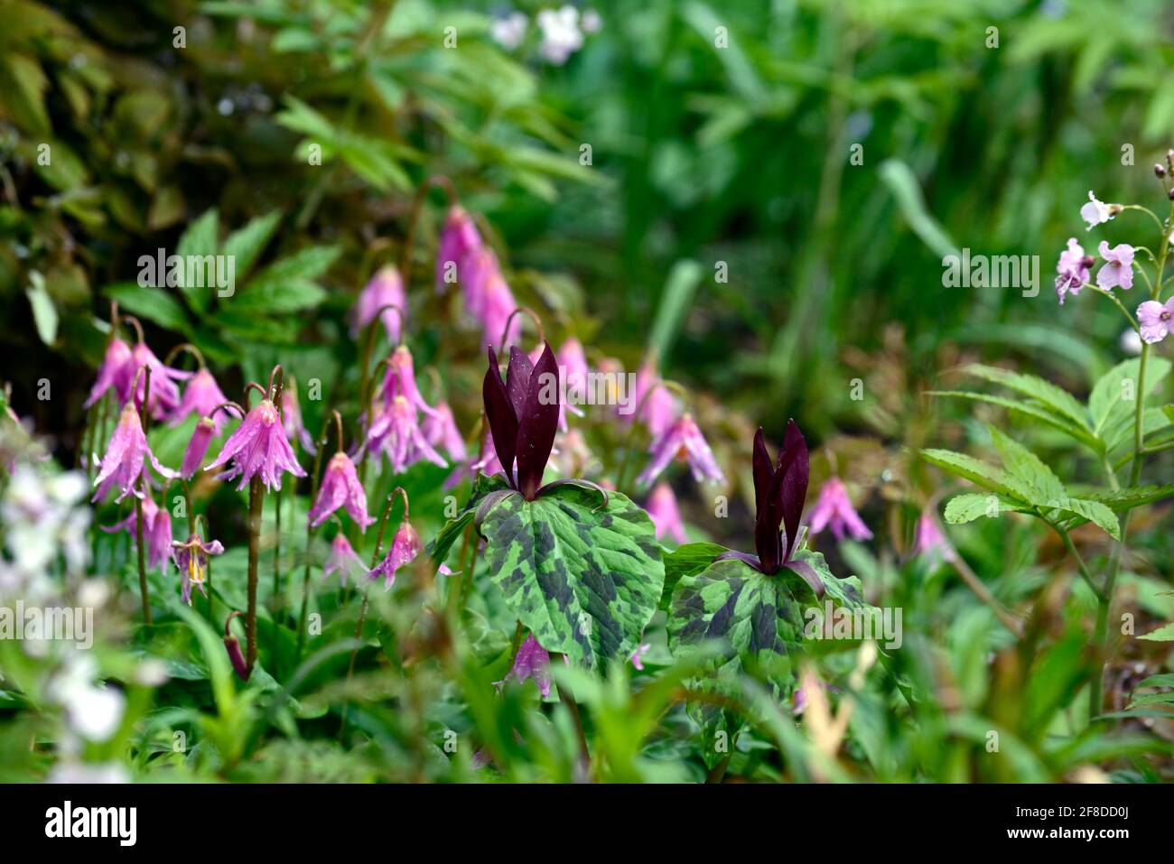 Trillium kurabayashii,erythronium kightshayes rose,violet rouge fleurs roses,fleur,fleurs,trillium et erythronium,printemps,ombre,ombragé,ombragé,bois,woo Banque D'Images