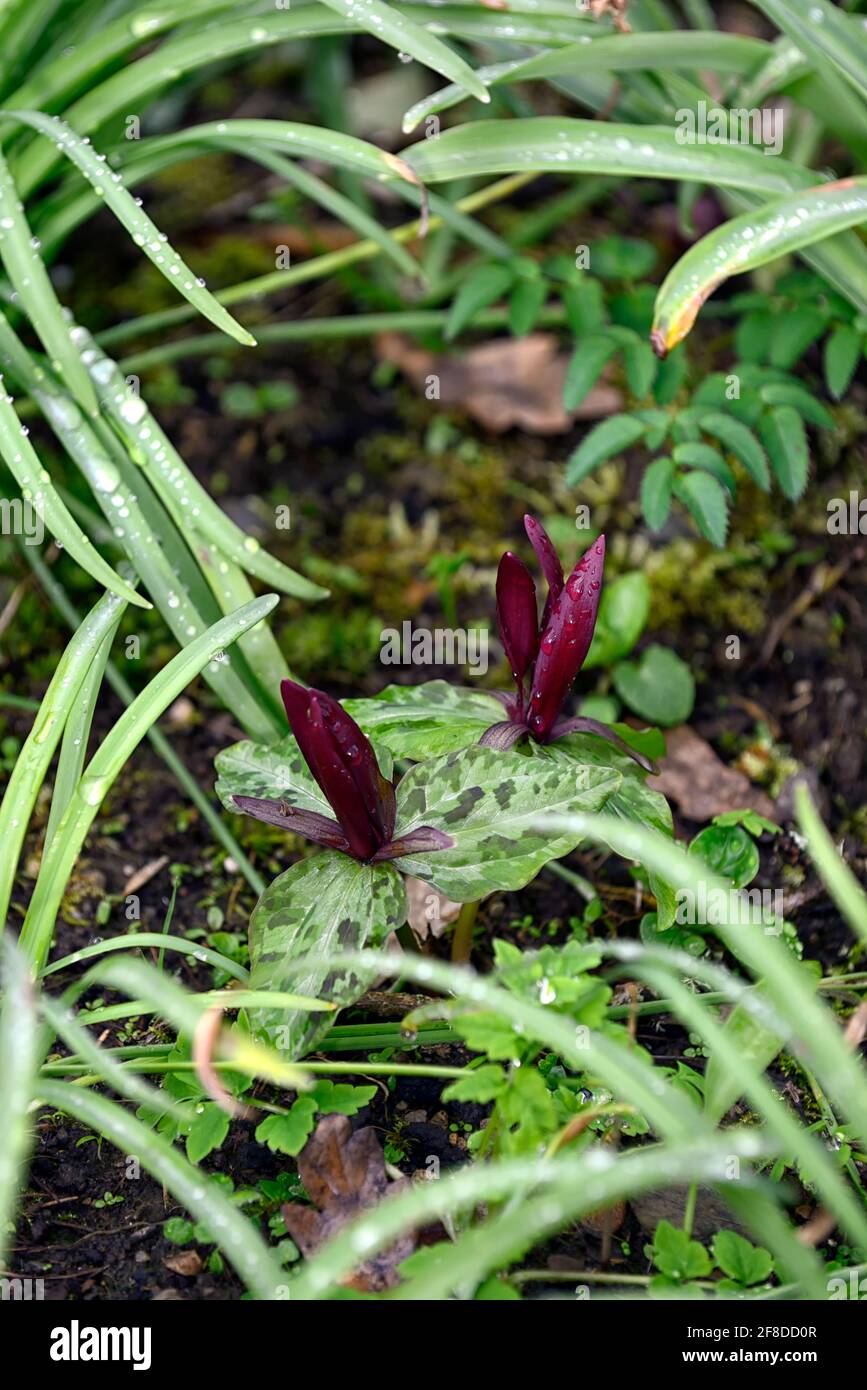 Trillium kurabayashii,semis trillium,semis,fleurs rouges pourpres,fleurs,fleurs,semis trillium,printemps,ombre,ombre,ombragée,bois,bois,bois,bois,bois,bois,bois Banque D'Images