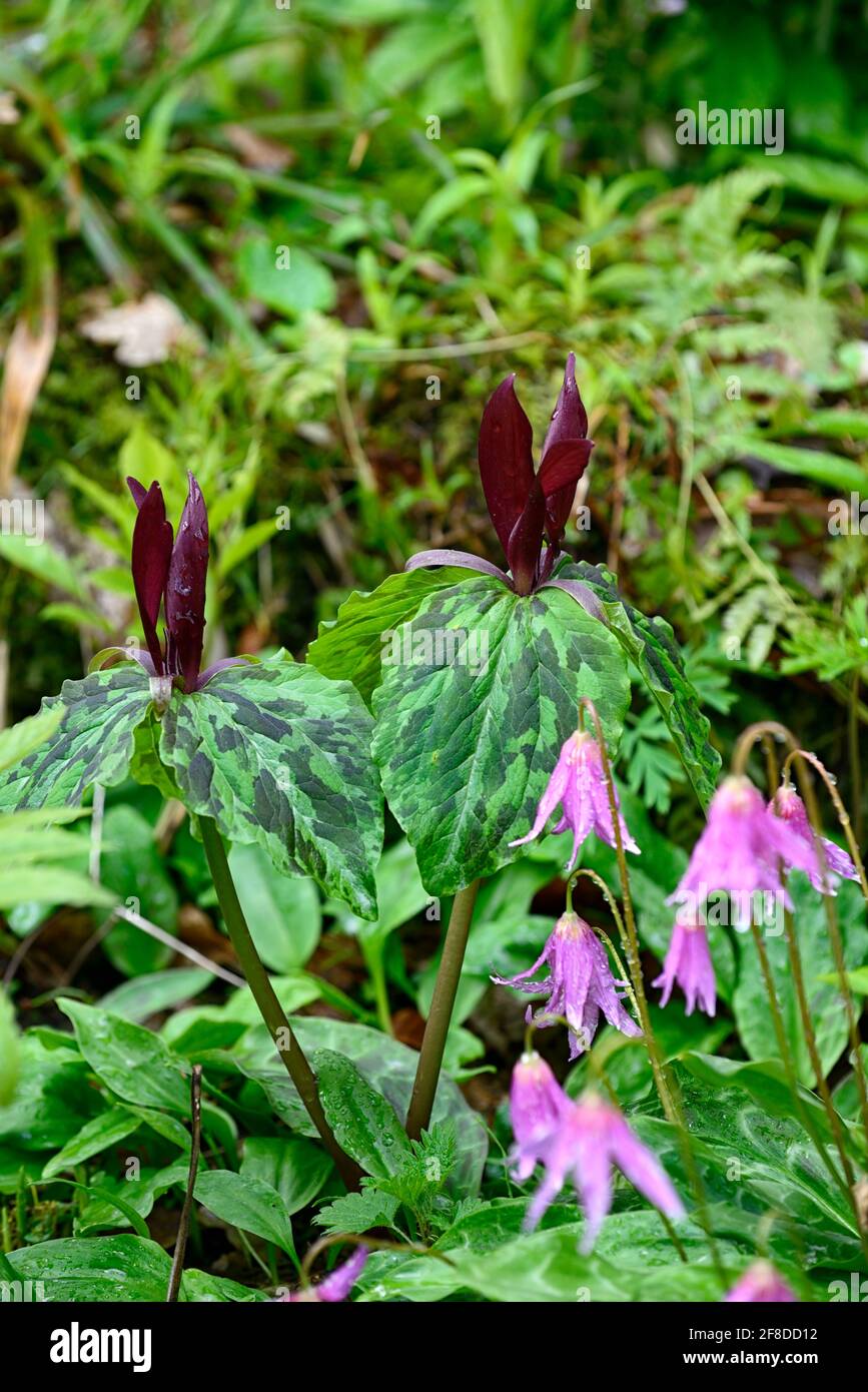 Trillium kurabayashii,erythronium kightshayes rose,violet rouge fleurs roses,fleur,fleurs,trillium et erythronium,printemps,ombre,ombragé,ombragé,bois,woo Banque D'Images