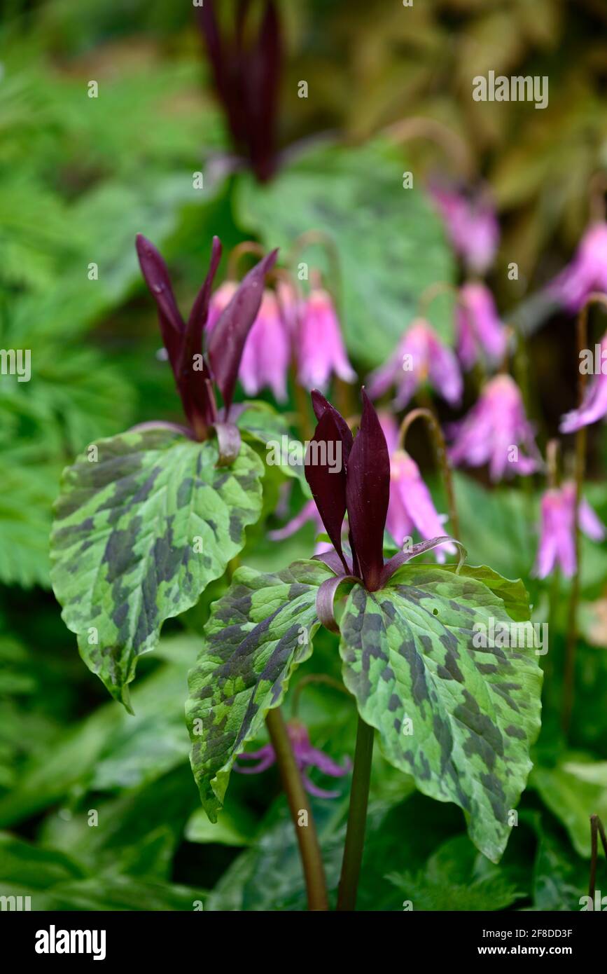 Trillium kurabayashii,erythronium kightshayes rose,violet rouge fleurs roses,fleur,fleurs,trillium et erythronium,printemps,ombre,ombragé,ombragé,bois,woo Banque D'Images