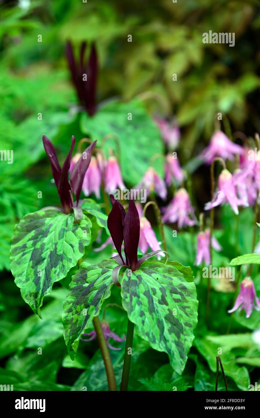 Trillium kurabayashii,erythronium kightshayes rose,violet rouge fleurs roses,fleur,fleurs,trillium et erythronium,printemps,ombre,ombragé,ombragé,bois,woo Banque D'Images