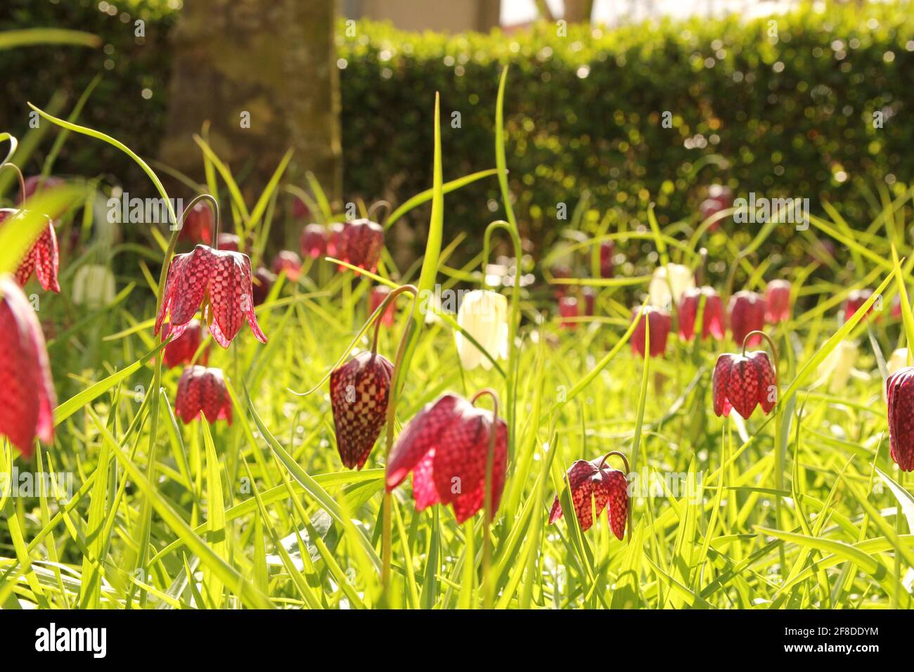 un grand champ avec beaucoup de fritilly pourpre et blanc fleurs dans la campagne hollandaise au printemps à un soleil jour Banque D'Images