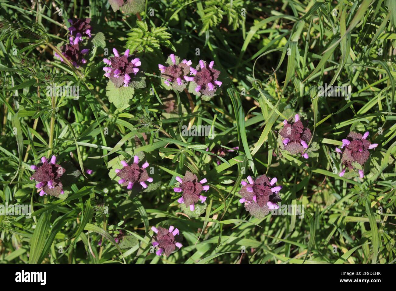 Ortie morte rouge, lamium purpurem, plantes avec leurs fleurs violettes poussant sur un bord de route herbacé. Banque D'Images