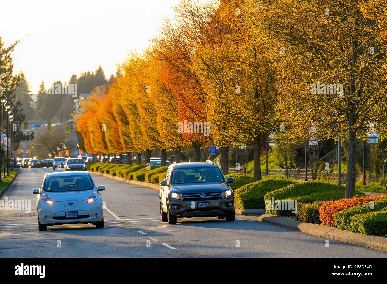 Boulevard Trees, Marine Drive, West Vancouver (Colombie-Britannique), Canada Banque D'Images