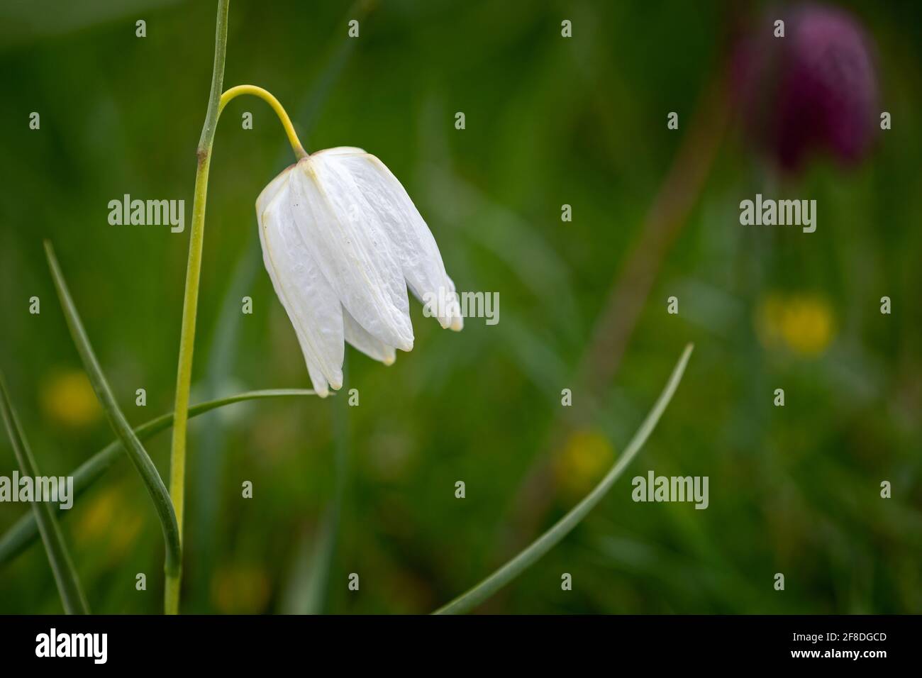 Gros plan d'une seule tête de fleur frilalaire blanche contre flou fond vert sauvage Banque D'Images