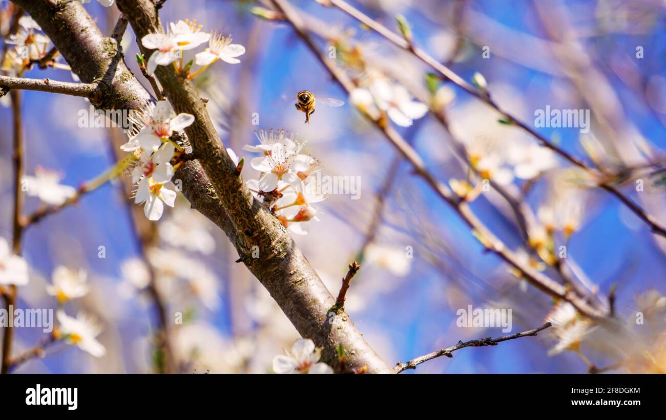 Arrière-plan du ressort. Image horizontale avec espace de copie pour le texte et le design avec fleurs printanières. Les abeilles pollinisateurs les arbres dans le jardin. Banque D'Images