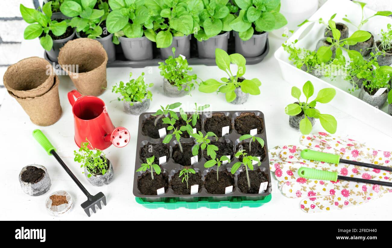 Transplanter des semis de cassettes en plastique dans des pots de tourbe. Culture de semis de légumes et de fleurs au printemps pour la plantation en serre pour une ee Banque D'Images