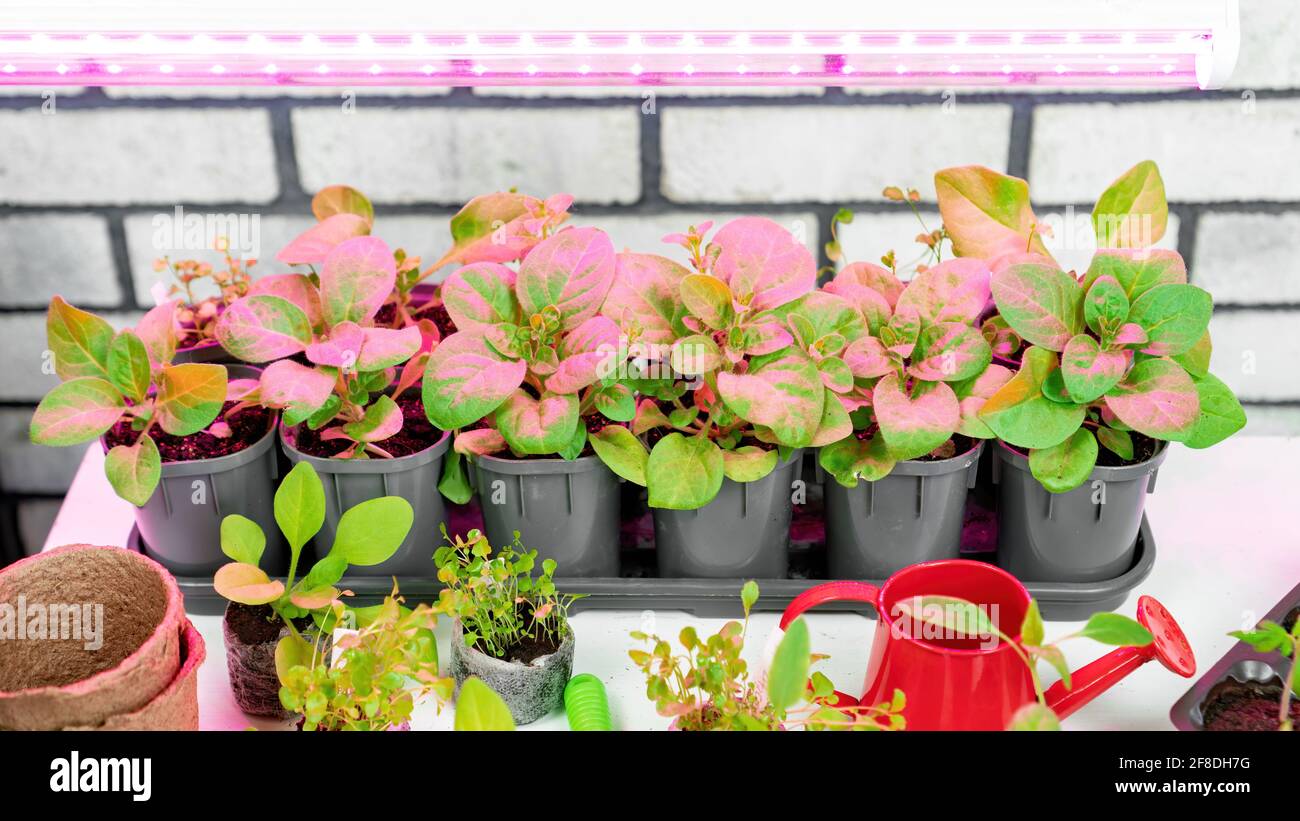 Semis en pleine croissance sous une lampe à LED agrolamp à spectre complet.  Faire pousser des lumières pour la culture de plantes à domicile.  Illumination de phytoamp pourpre sur les plantes florales.