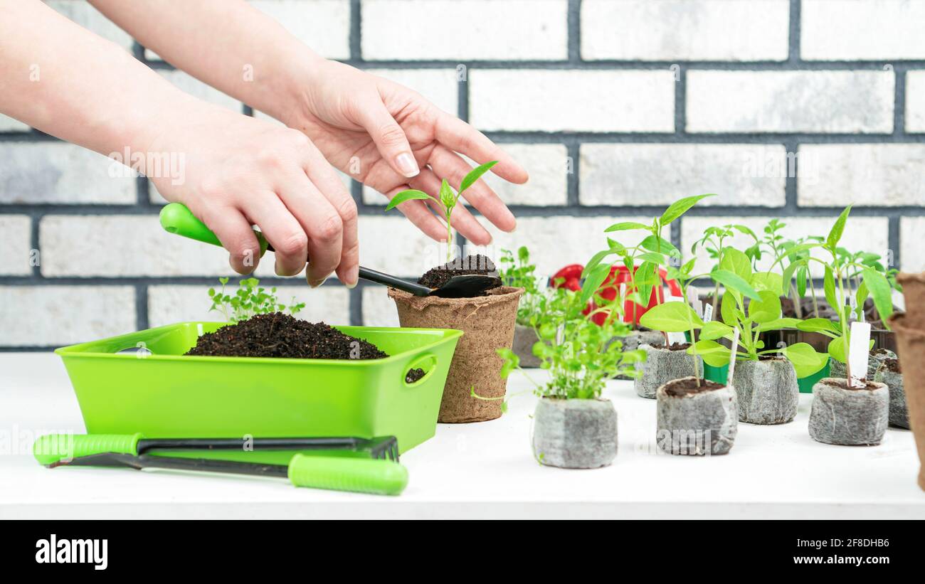 Une femelle a les mains transplantés une germe de poivron d'une pastille de tourbe dans une casserole. Concept de bricolage de jardinage à la maison. Culture de semis de légumes et de fleurs Banque D'Images