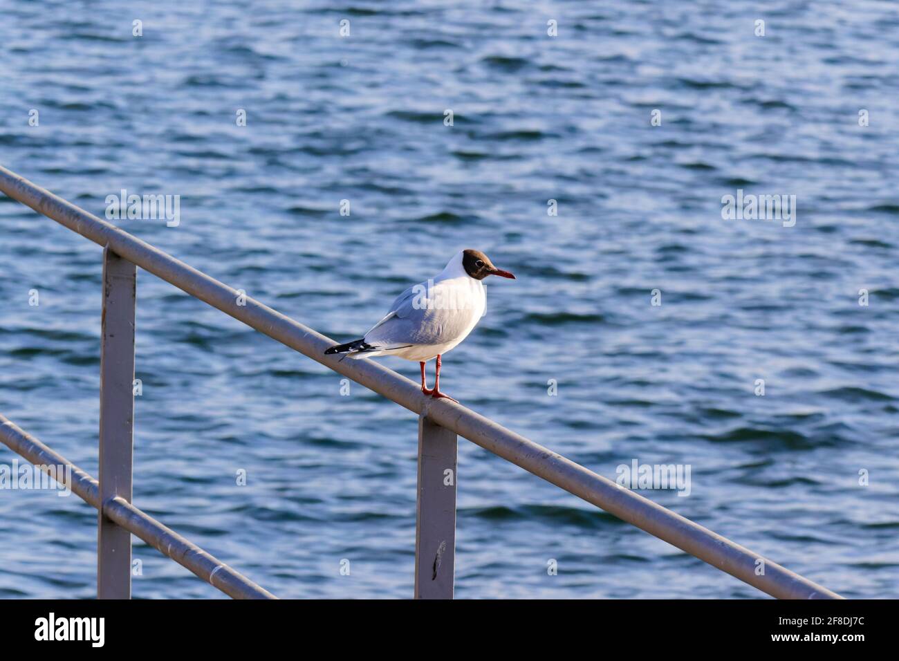 mouette solitaire assise sur une rampe à la jetée, en arrière-plan vous pouvez voir le beau lac bleu, de jour, sans personnes Banque D'Images