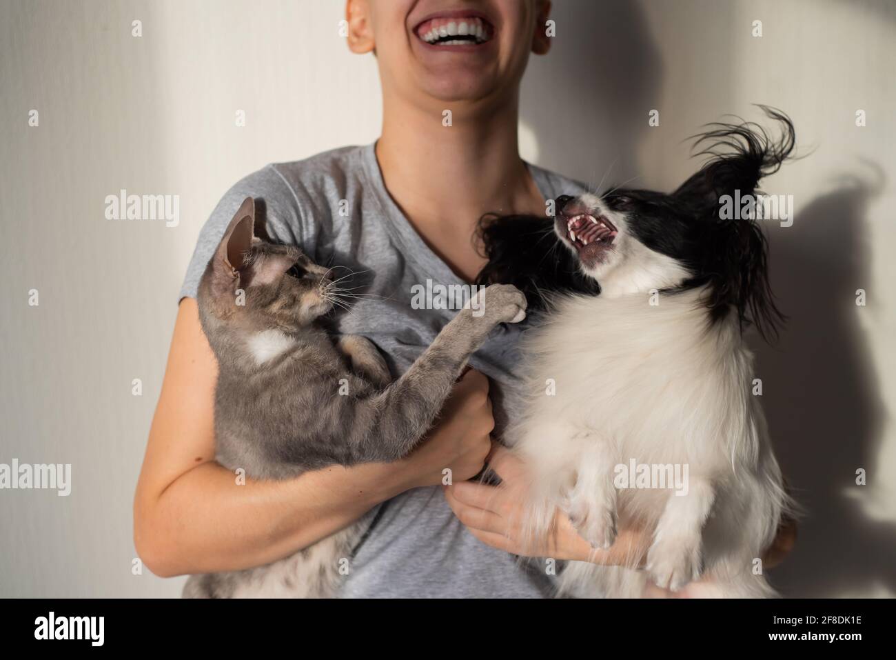 Dog And Cat Fighting Banque D Image Et Photos Alamy